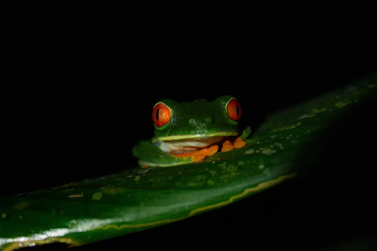 Agalychnis callidryas (Red-eyed tree frog)