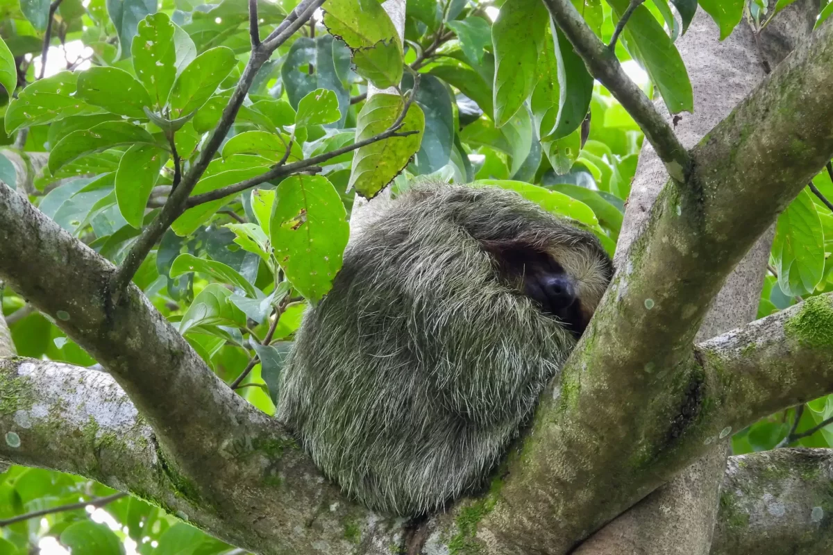 Sloth Tour La Fortuna Private Tour Arenal Volcano Sloth Tour Costa Rica