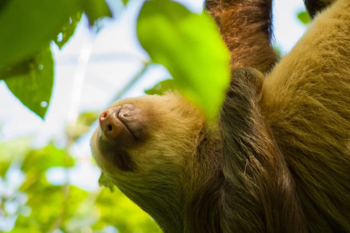 Sloth Tour La Fortuna Sloth Watching Tour