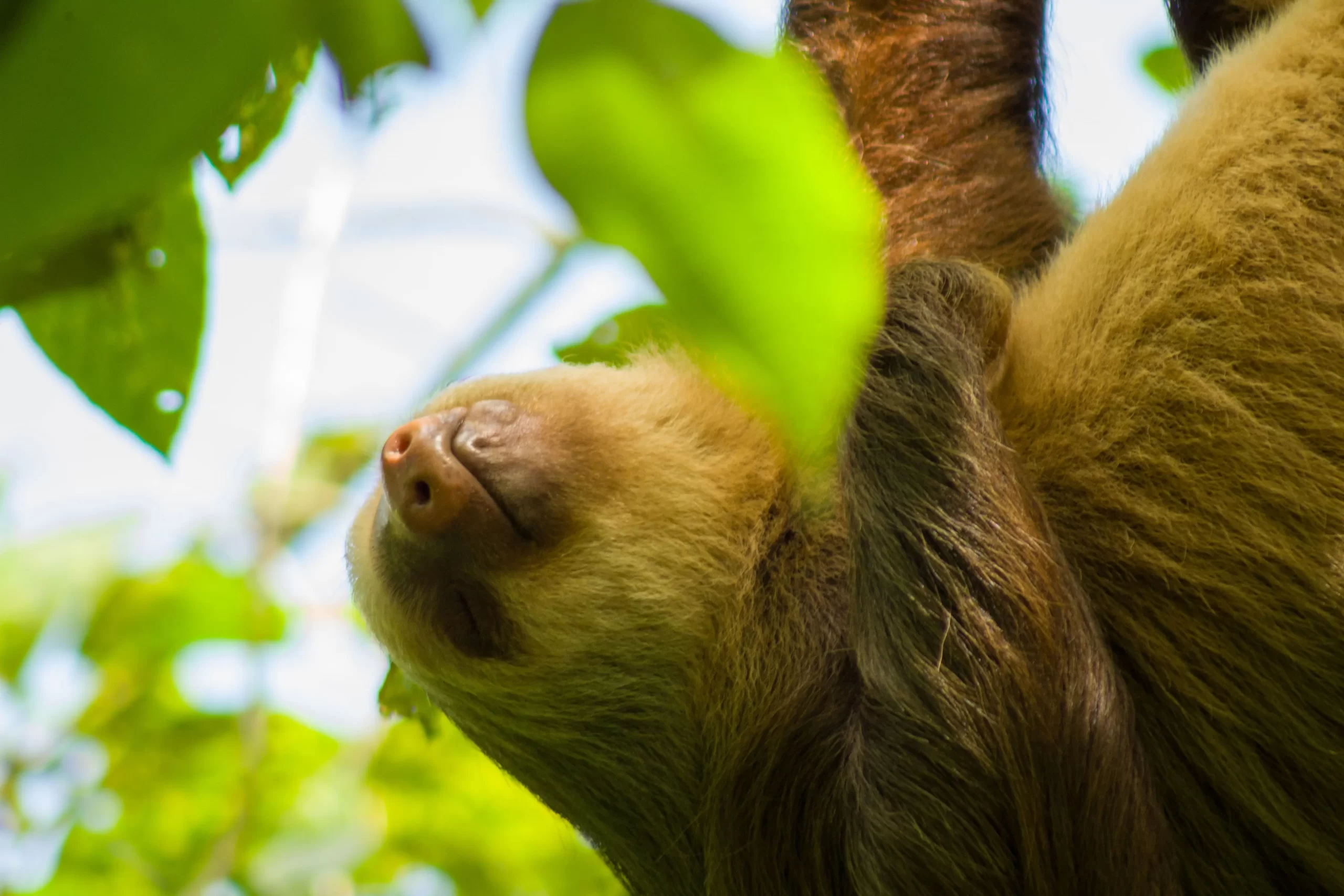 Sloth Tour La Fortuna Sloth Watching Tour | Sloth Tour La Fortuna Sloth Tour La Fortuna Sloth Watching Tour