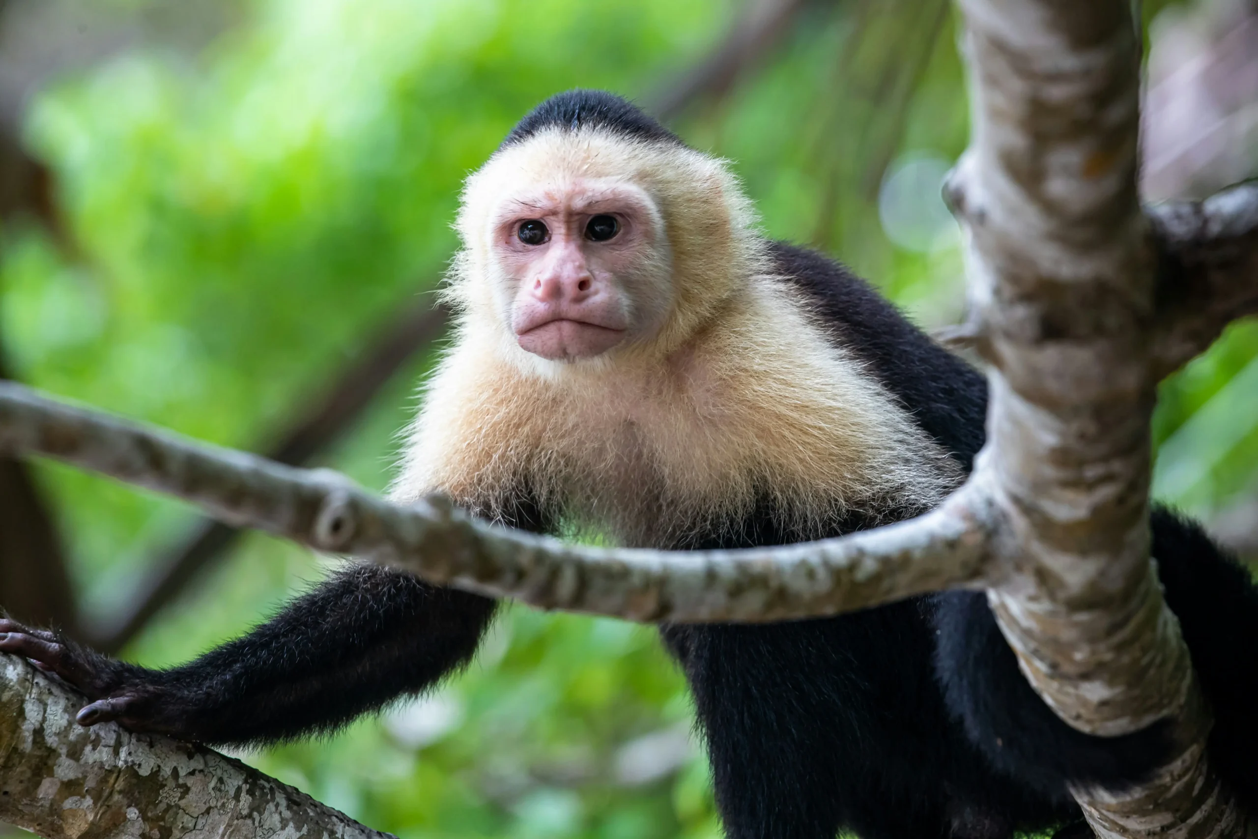 Monkey White faced Predator La Fortuna