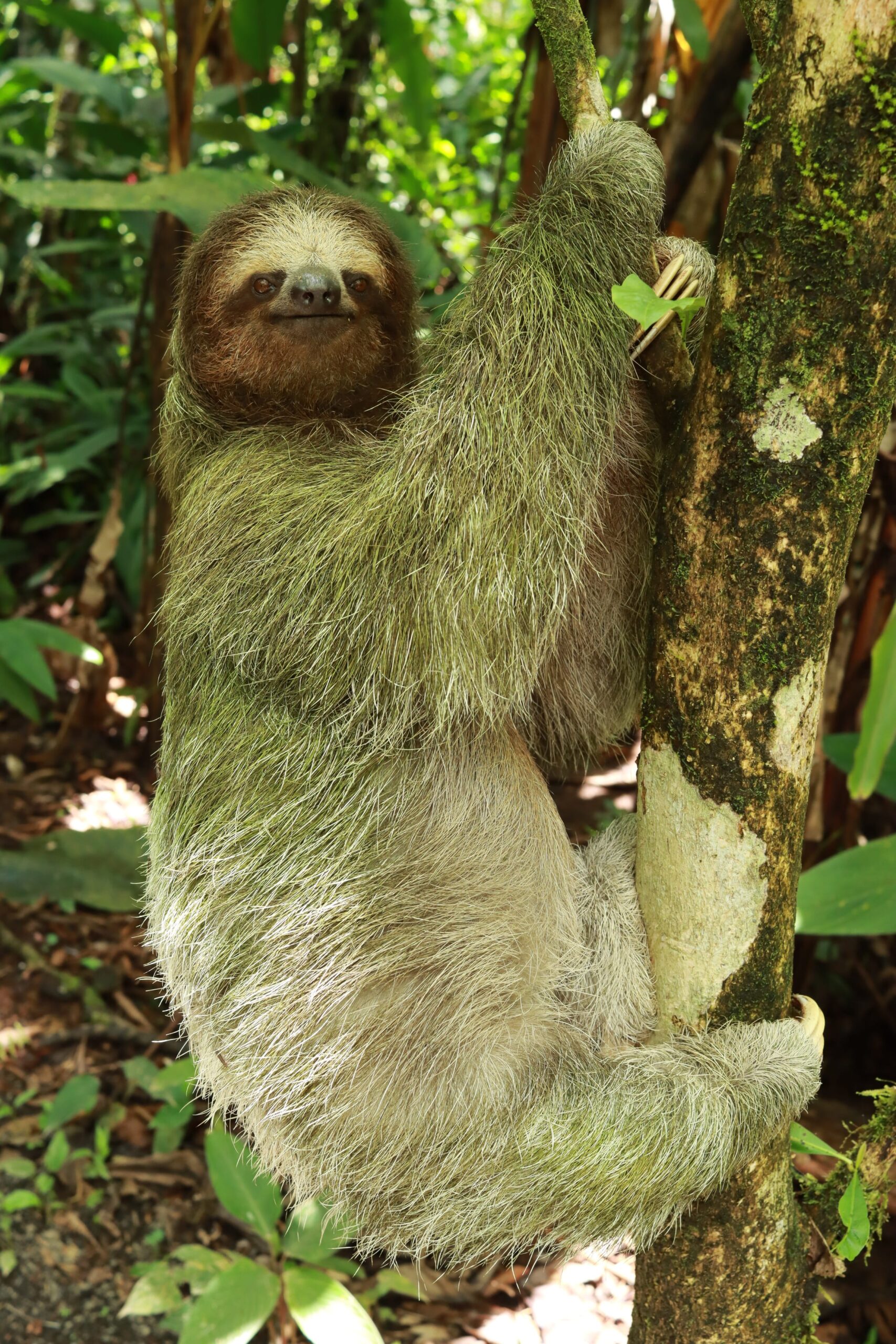 Three-toed sloth hanging on tree during La Fortuna Arenal Volcano hike and wildlife encounter