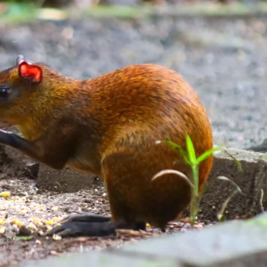 Agouti spotted during a hiking and sloth tour in La Fortuna, Costa Rica