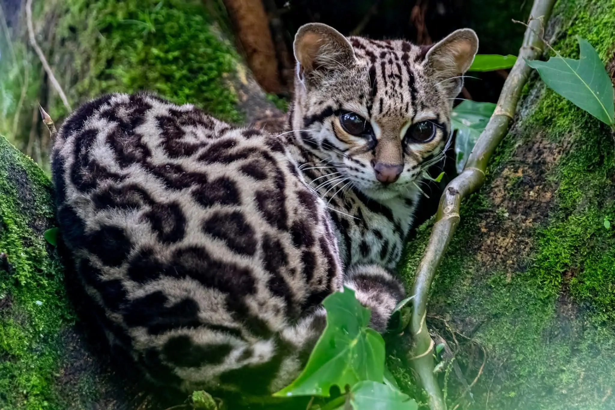 Rare Margay Sighted in La Fortuna Jungle Margay wild cat resting in the rainforest of La Fortuna, Costa Rica