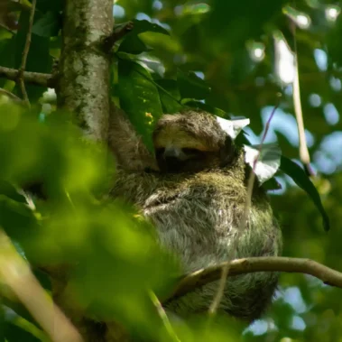 Three-toed sloth resting in a tree in La Fortuna rainforest, Costa Rica