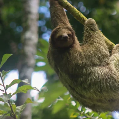 Brown-throated three-toed sloth hanging from a tree branch in Costa Rica jungle