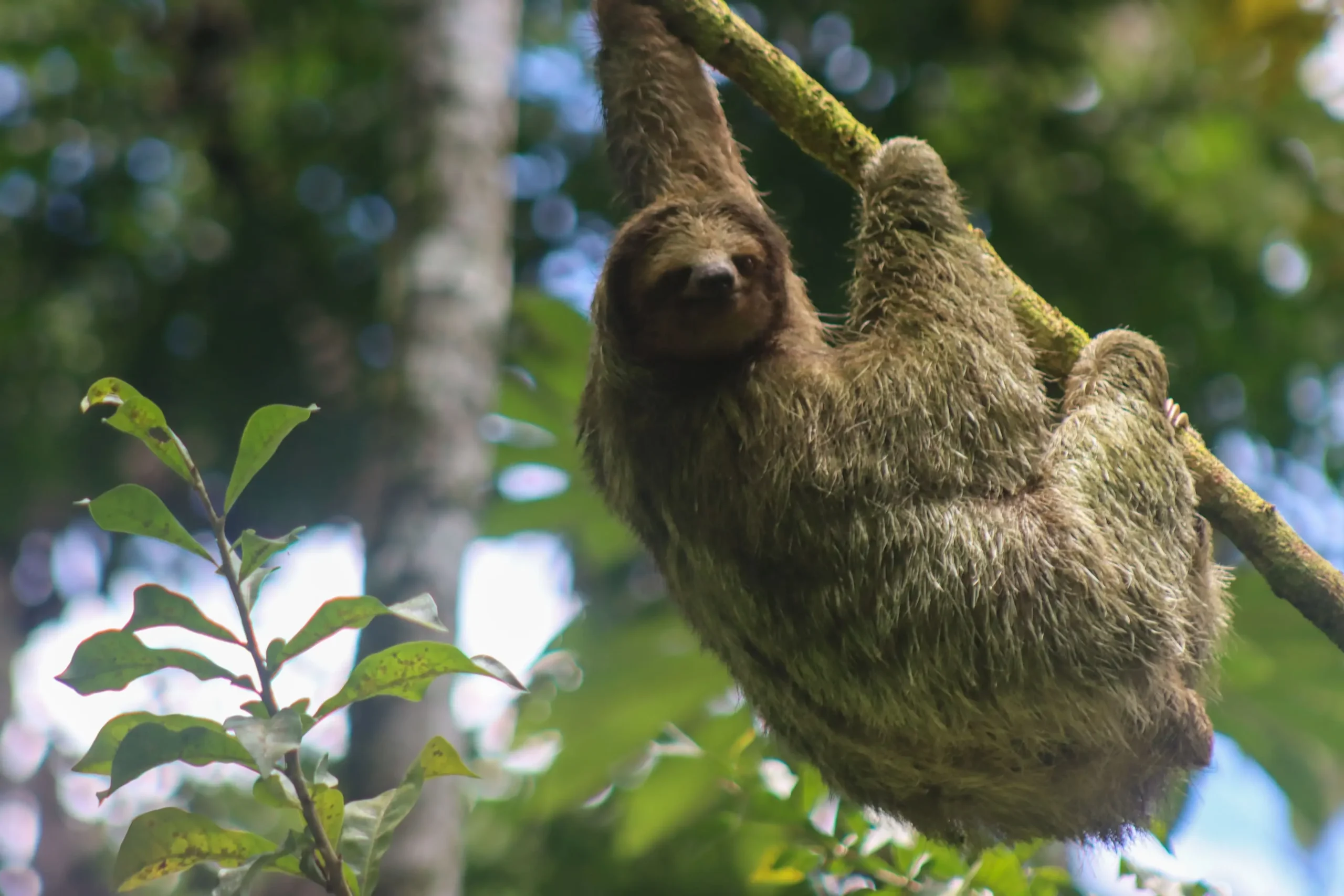 Brown-throated three-toed sloth hanging from a tree branch in Costa Rica jungle