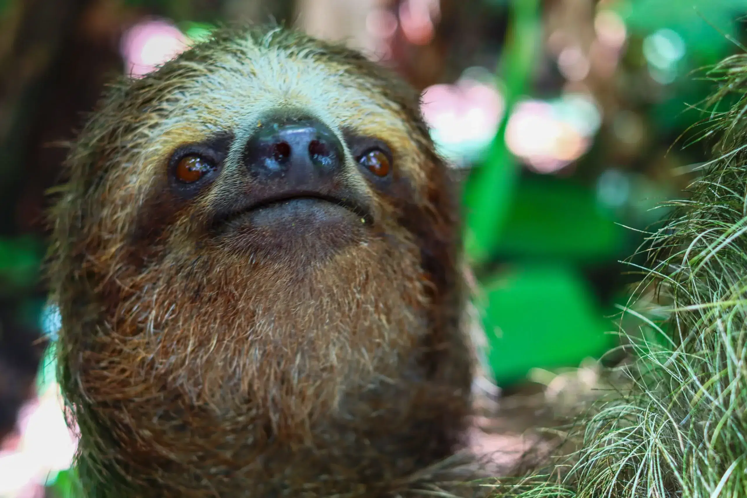 Curious three-toed sloth looking up while resting in the rainforest of La Fortuna, Costa Rica, during a guided sloth tour.