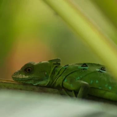 Green basilisk lizard resting on a leaf in the rainforest of Costa Rica