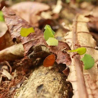 Leafcutter ants carrying leaves along the rainforest trail in La Fortuna, Costa Rica