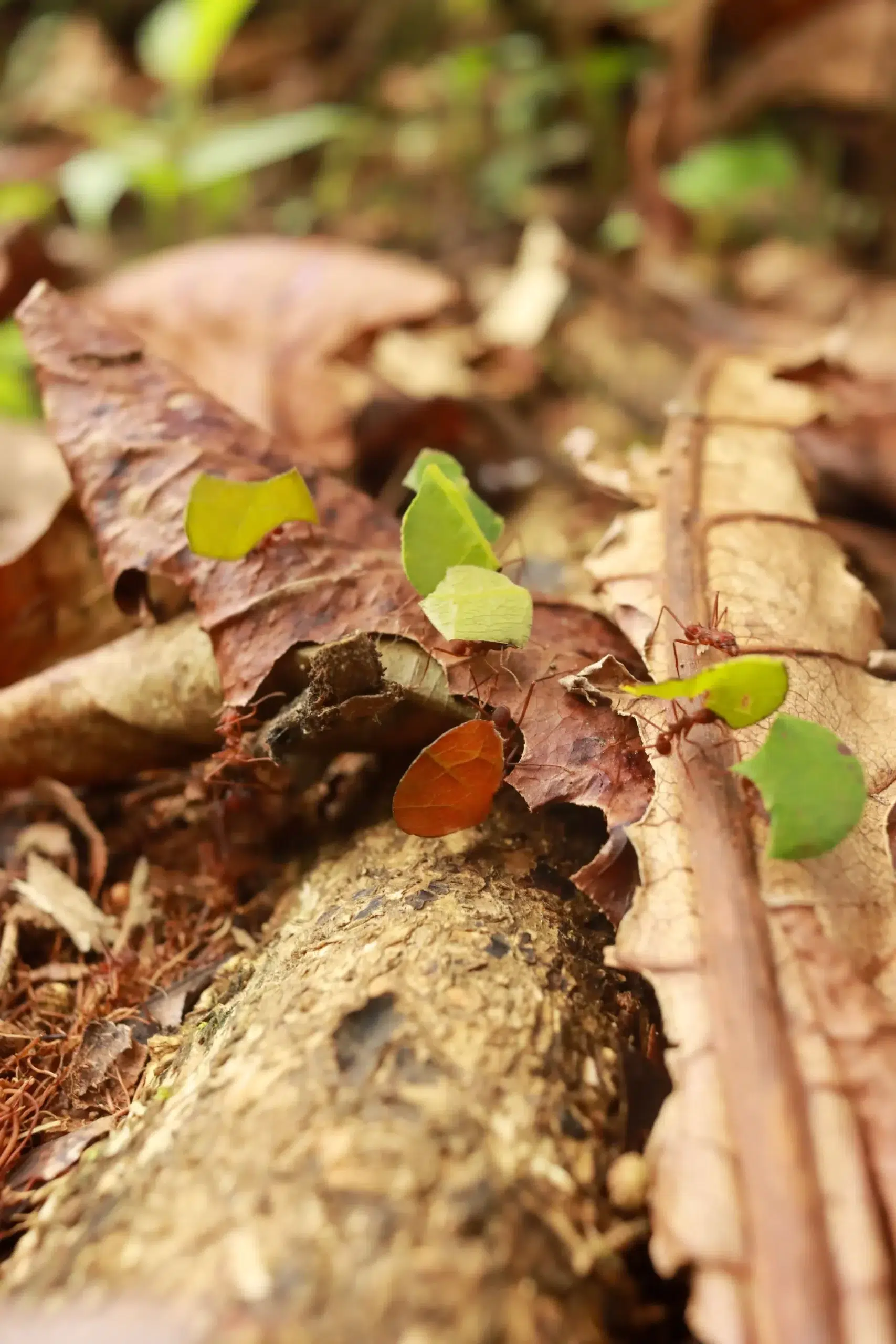 Leafcutter ants carrying leaves along the rainforest trail in La Fortuna, Costa Rica