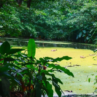 Shaded rainforest hiking trail with lush tropical plants in La Fortuna, Costa Rica