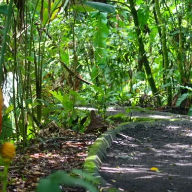 Rainforest hiking trail surrounded by tropical plants in La Fortuna, Costa Rica