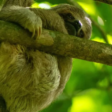Three-toed sloth resting on a tree branch in the rainforest of La Fortuna, Costa Rica
