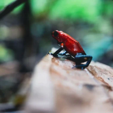 Bright red strawberry poison dart frog on rainforest leaf in La Fortuna, Costa Rica