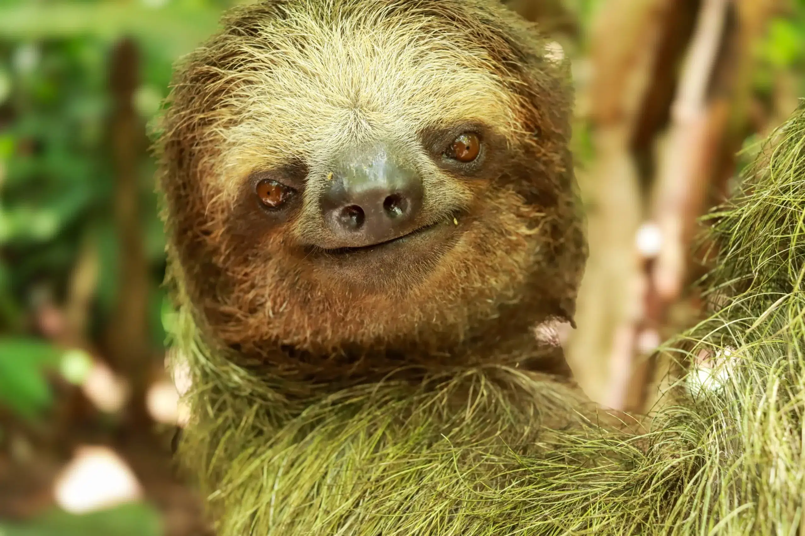 Three-toed sloth hanging from a tree branch in the rainforest of La Fortuna, Costa Rica, seen during a guided sloth tour.