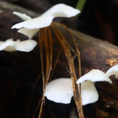 White mushrooms growing on a fallen log in the rainforest of Costa Rica