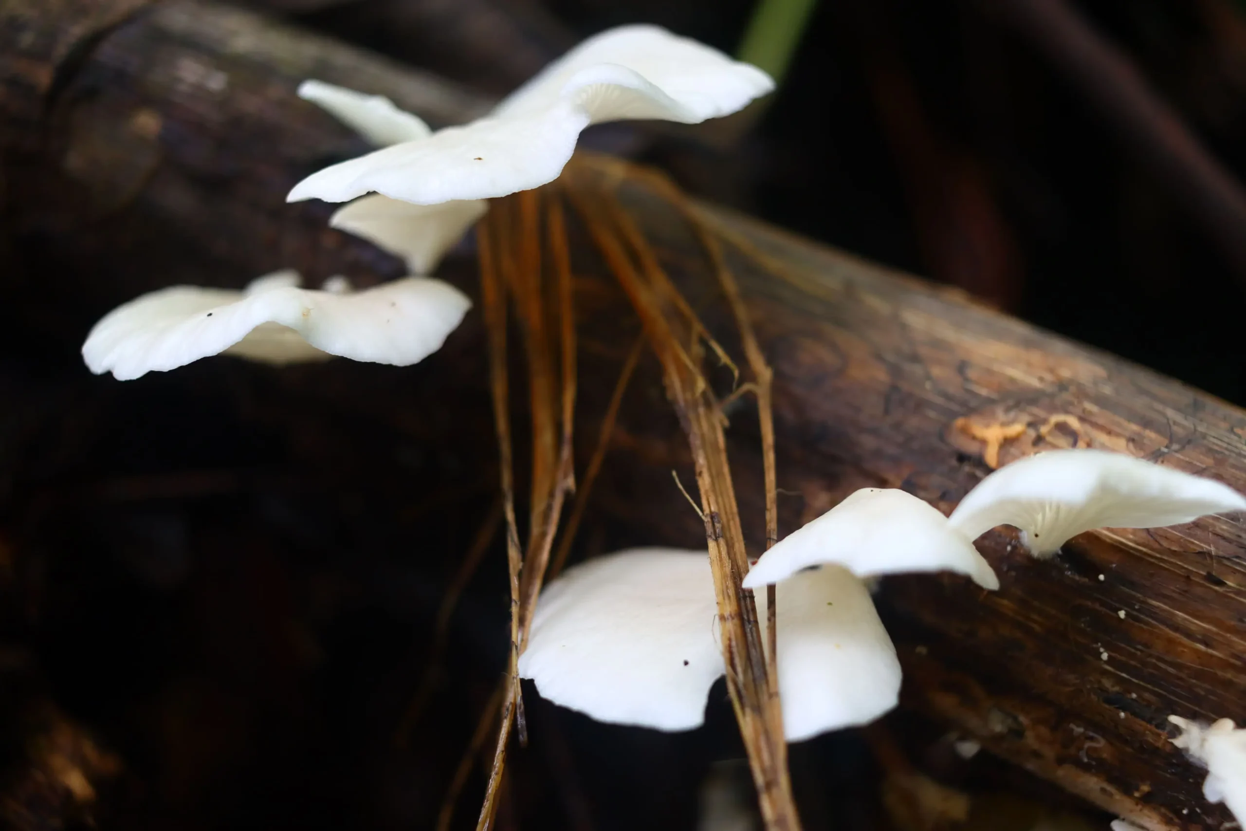 White mushrooms growing on a fallen log in the rainforest of Costa Rica