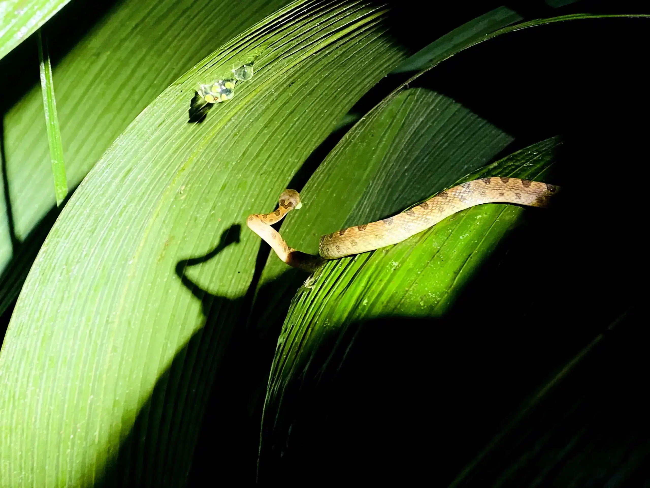 Small brown eyelash viper snake resting on green leaves during a night tour in La Fortuna Costa Rica rainforest.